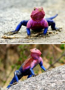  Agama mwanzae — Spider-Man lizard.