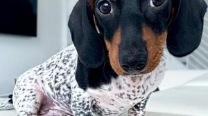 Dachshund Dalmatian 1.