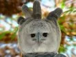 Happy eagle