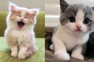 cats